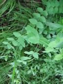 Vicia pisiformis