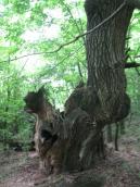 Riun of 600-old oak, 2012 (Photo…