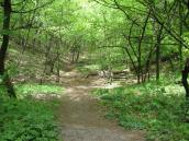 Bald Mountain Northern ravine