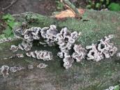 Дереворуйнівний гриб