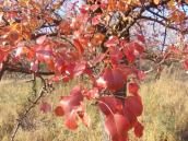 Груша звичайна (Pyrus communis)