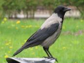 Corvus cornix