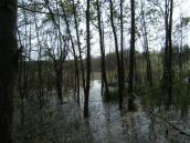 6. Lake Borove - 2006