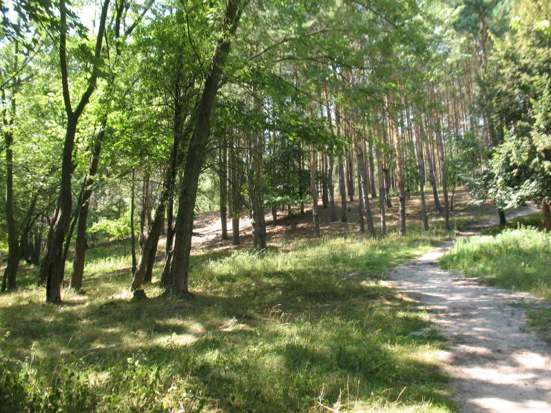 Борова тераса у оз. Редькіно