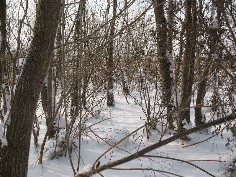 Острів Крайній або Горіховий