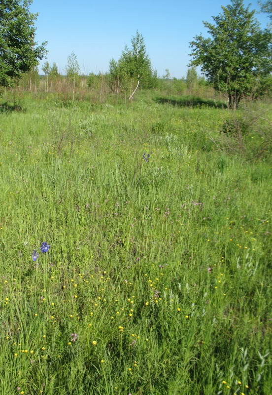 Osokorky meadows