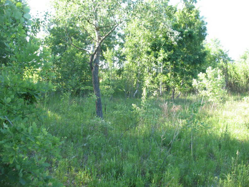 Osokorky meadows