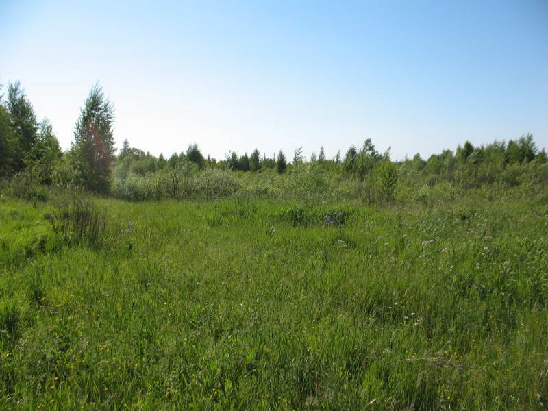 Osokorky meadows