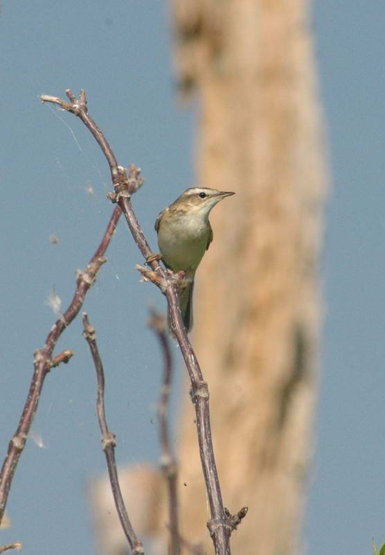 Камышовка луговая Acrocephalus…