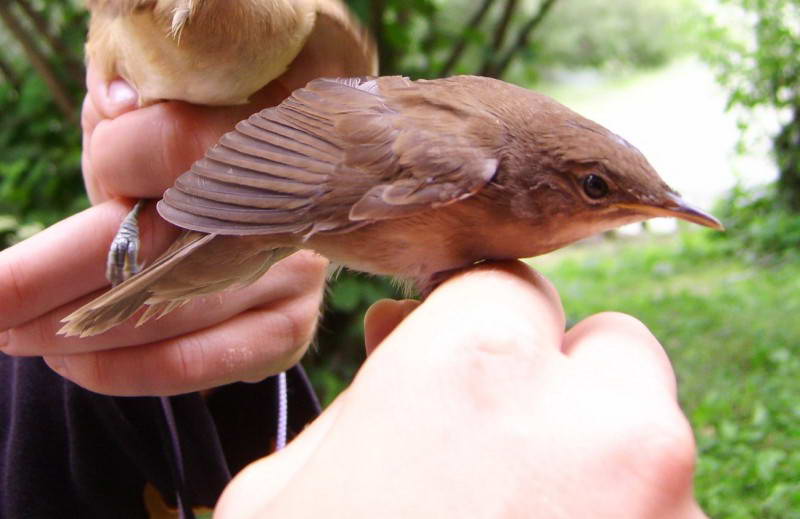 Камышовка прудовая Acrocephalus…