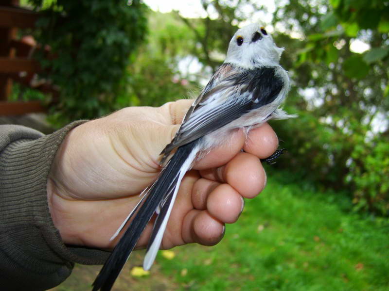 Длиннохвостая синица Aegithalos caudatus