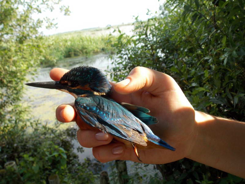 Alcedo atthis