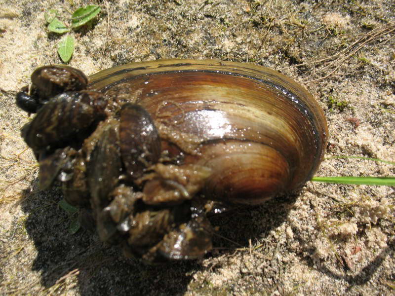 Anadonta cygnea