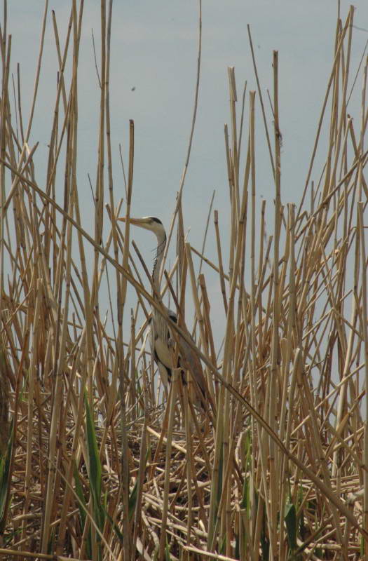 Grey Heron, Ardea cinerea
