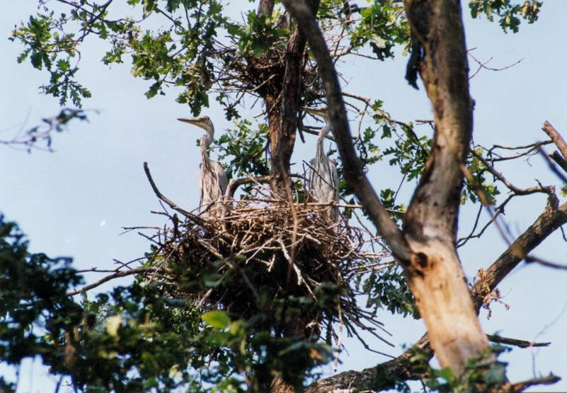 Серая цапля, Ardea cinerea