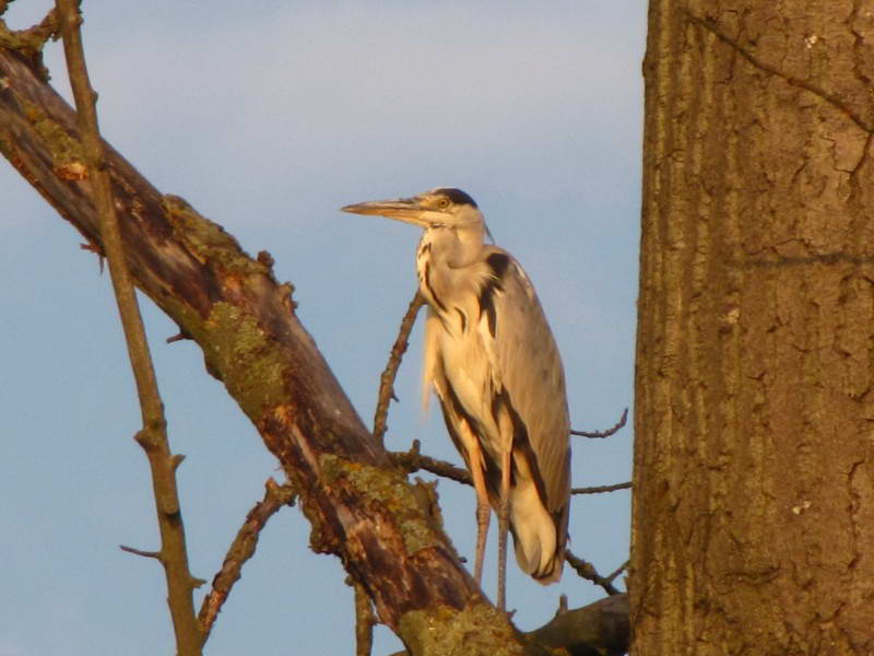 Grey Heron, Ardea cinerea