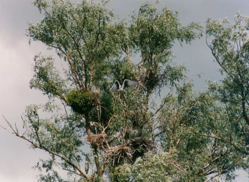 Grey Heron, Ardea cinerea