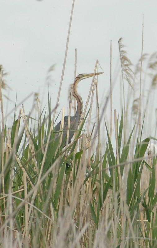 Рыжая цапля, Ardea purpurea