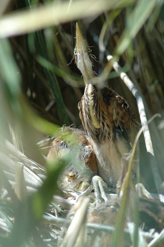 Red Heron, Ardea purpurea