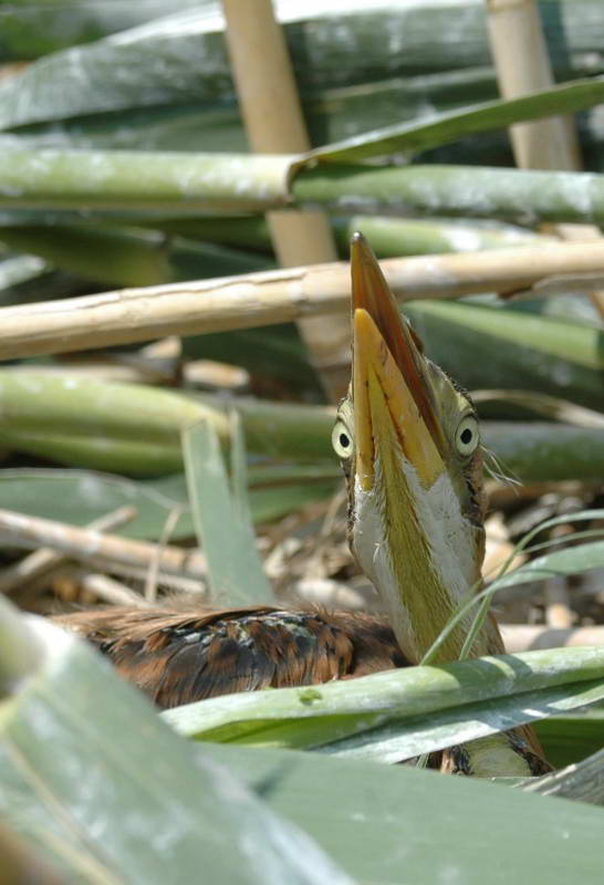 Red Heron, Ardea purpurea