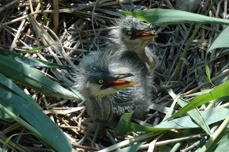 Серая цапля, Ardea cinerea