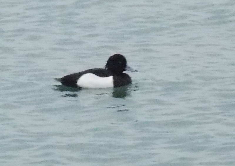 Tufted Duck (Aythya fuligula)