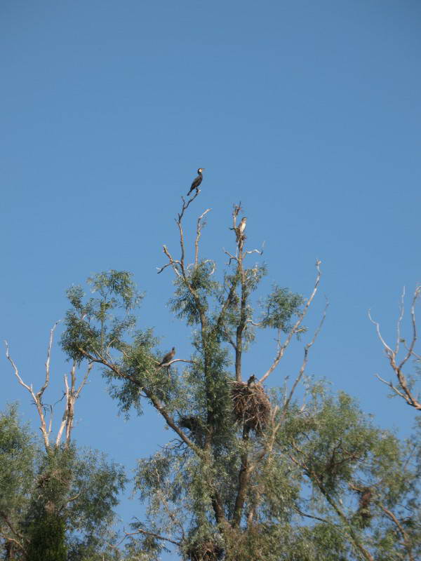 Баклан большой, Phalacrocorax carbo