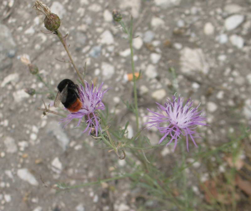 Bumblebee Bombus