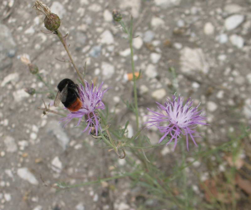 Шмель Bombus