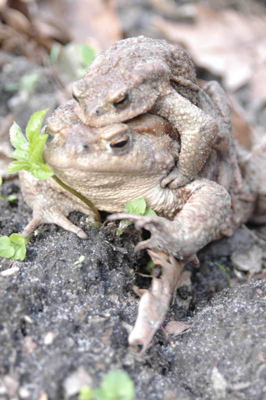 Жаба серая, Bufo bufo