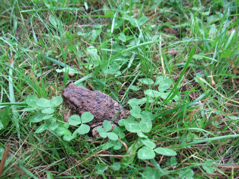 Жаба серая, Bufo bufo