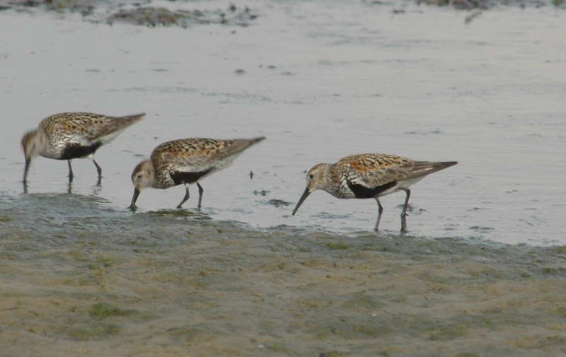 Calidris alpina