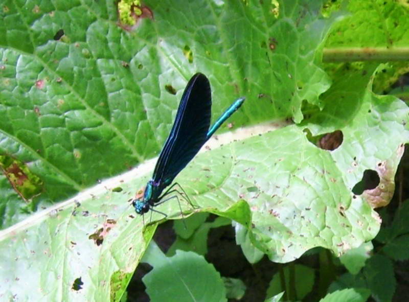 Beautiful demoiselle (Calyopterix virgo)