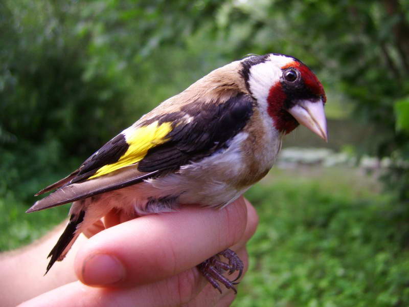 Щегол Carduelis carduelis