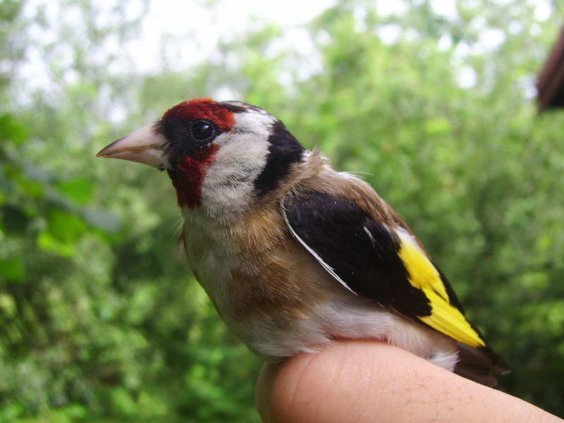 Carduelis carduelis