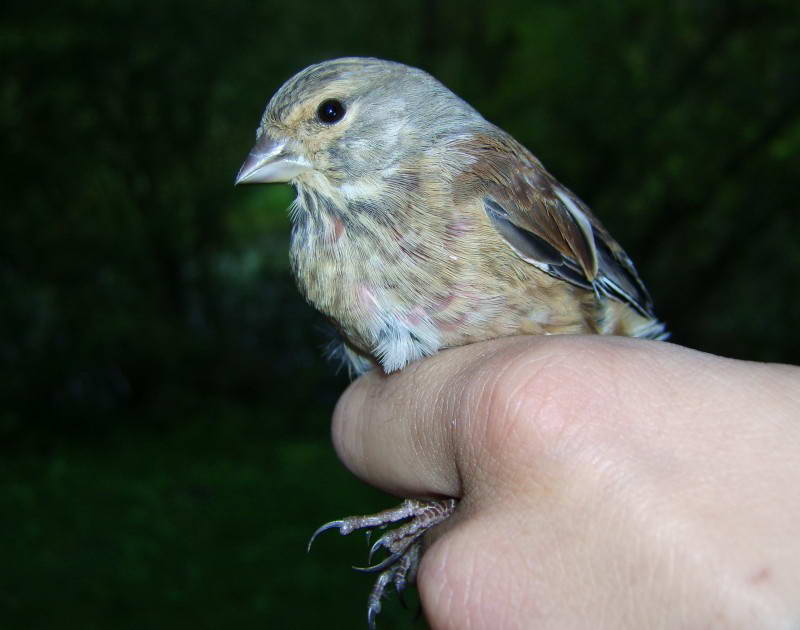 Чечевица обыкновенная Carpodacus…