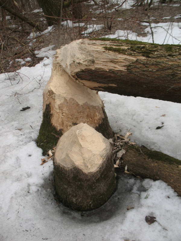 European beaver, Castor fiber