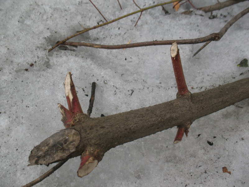 European beaver, Castor fiber