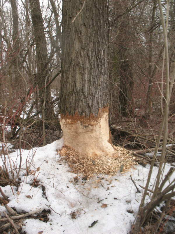 Бобр речной, Castor fiber, погрызы