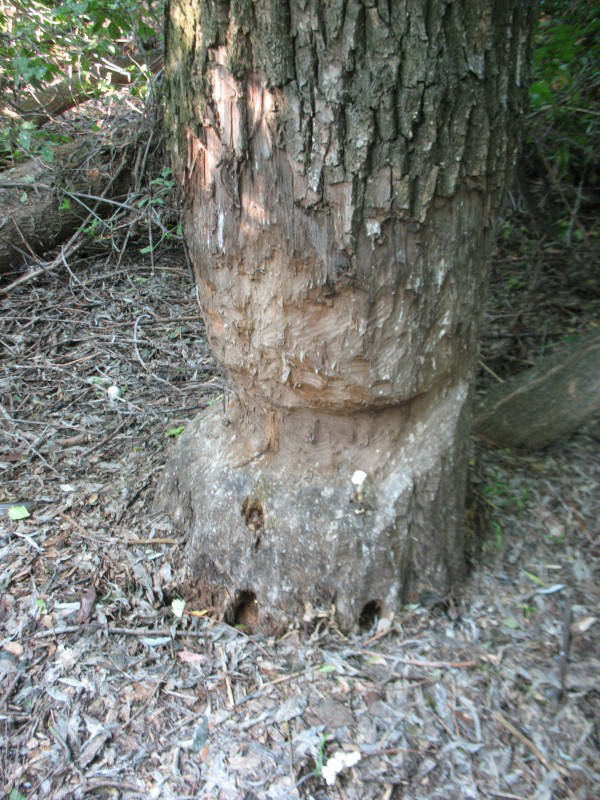 European beaver, Castor fiber