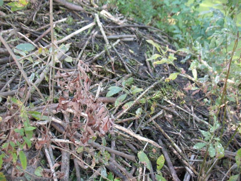 European beaver, Castor fiber