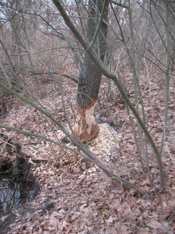 European beaver, Castor fiber