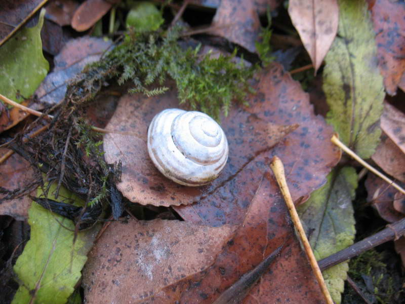 Цепея австрийская, Cepaea vindobonensis