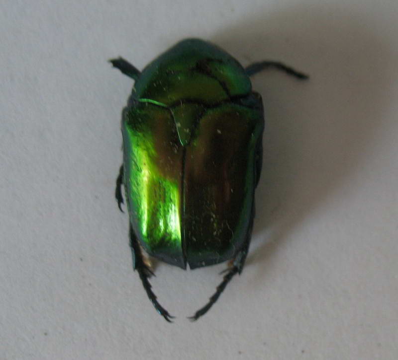 Бронзовка золотистая, Cetonia aurata