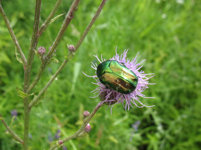 Бронзовка, Cetonia aurata