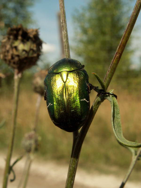 Бронзовка золотистая, Cetonia aurata