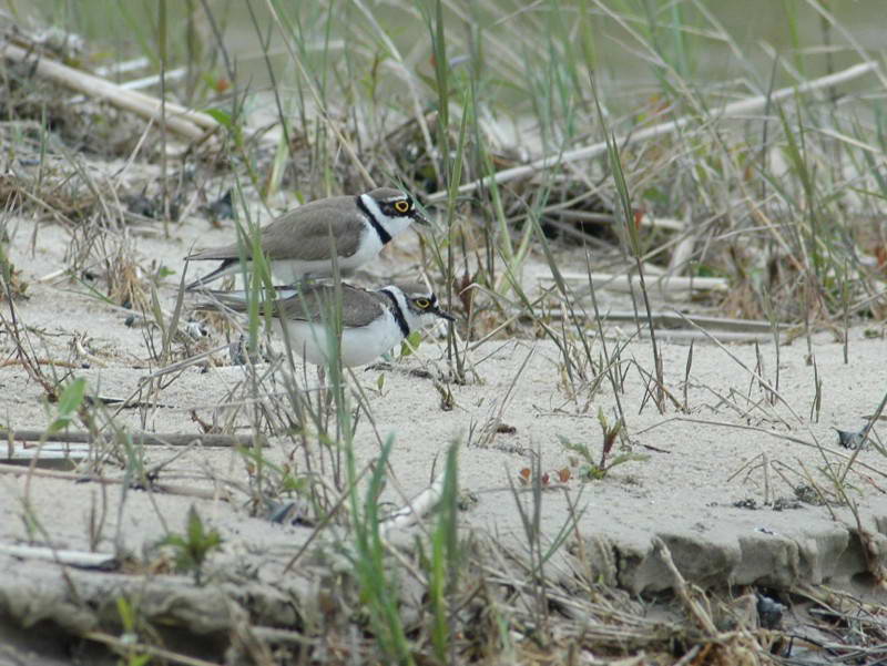 Зуек малый, Charadrius dubius