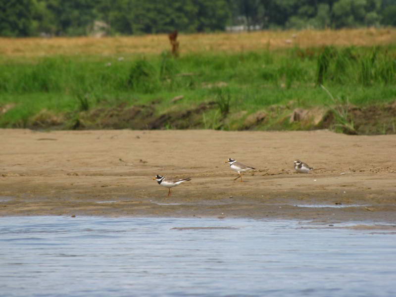 Зуек большой, Charadrius hiaticula