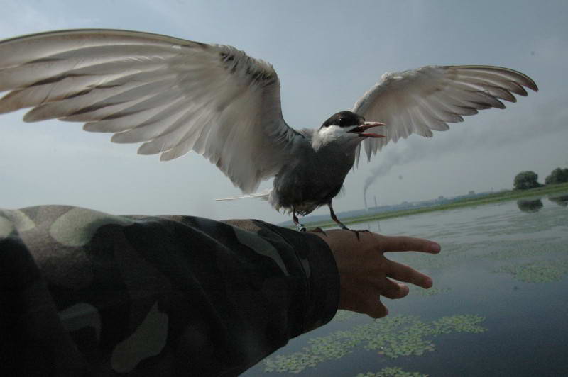 Белощекая крачка, Chlidonias hybrida