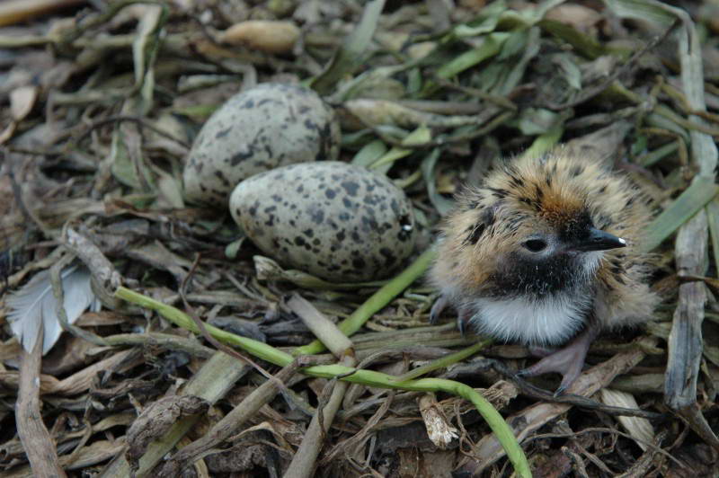 Белощекая крачка, Chlidonias hybrida,…